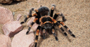 Tarantula One of Albrechts 5 Types of Fears