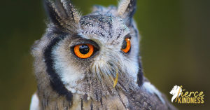 Owl representing Margaret Mead Quotes as the Featured Image