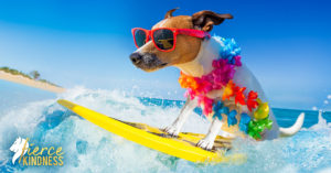 Energised Dog on Surfboard