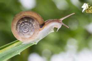 Snail Climbing leaf